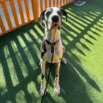 An image of Jericho. Jericho is a Great Dane.
