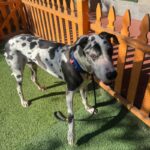 An image of Jericho. Jericho is a Great Dane.