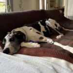 An image of Jericho. Jericho is a Great Dane.