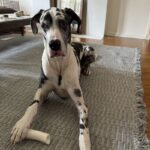 An image of Jericho. Jericho is a Great Dane.