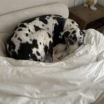 An image of Jericho. Jericho is a Great Dane.