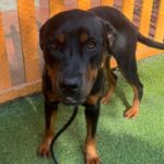 An image of Stella. Stella is a Mastiff, Cane Corso/Terrier, American Pit Bull.
