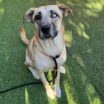 An image of Angel. Angel is a Retriever, Labrador/Mixed Breed (Medium).