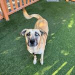 An image of Angel. Angel is a Retriever, Labrador/Mixed Breed (Medium).