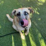 An image of Angel. Angel is a Retriever, Labrador/Mixed Breed (Medium).