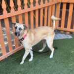 An image of Angel. Angel is a Retriever, Labrador/Mixed Breed (Medium).
