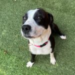 An image of Molly. Molly is a Terrier, American Staffordshire.