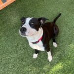 An image of Molly. Molly is a Terrier, American Staffordshire.