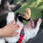 An image of Molly. Molly is a Terrier, American Staffordshire.