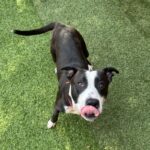 An image of Molly. Molly is a Terrier, American Staffordshire.