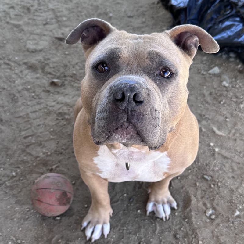 An image of Smudge. Smudge is a Terrier, Pit Bull.
