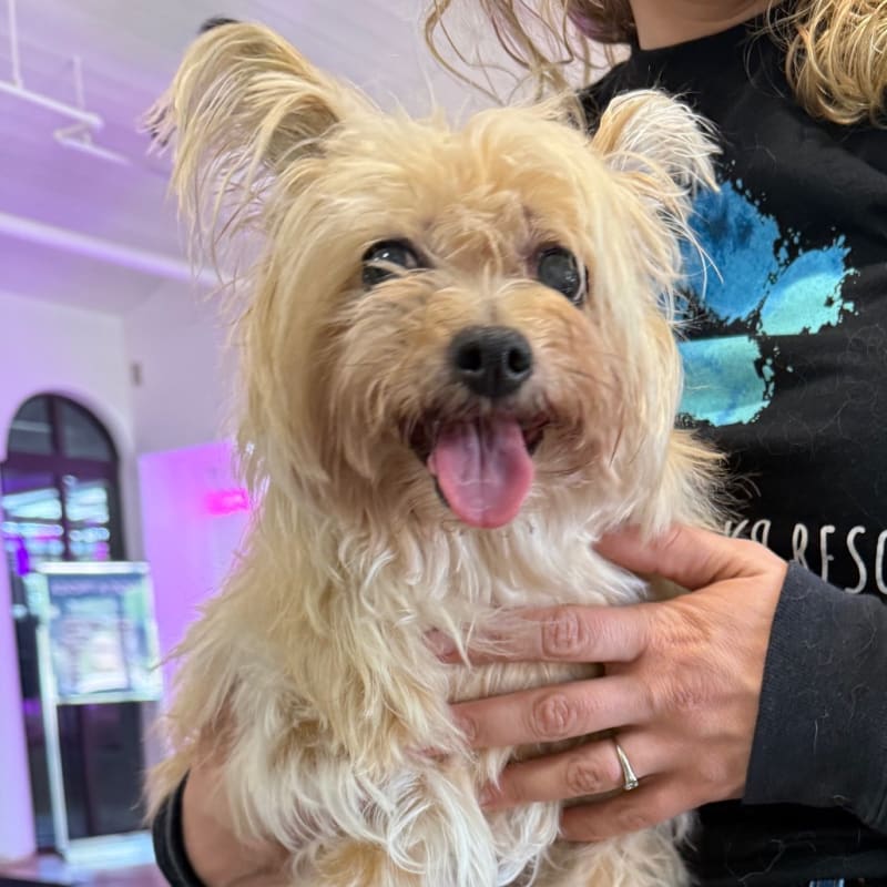 An image of Esme. Esme is a Terrier, Yorkshire, Yorkie.