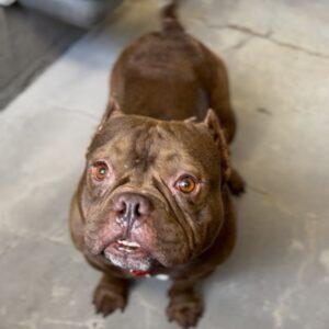 An image of Bartholomew. Bartholomew is a Bulldog, French.