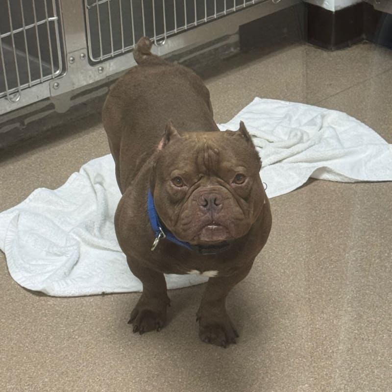 An image of Bartholomew. Bartholomew is a Bulldog, French.