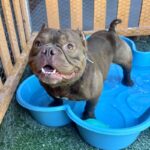 An image of Bartholomew. Bartholomew is a Bulldog, French.