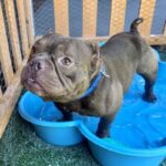 An image of Bartholomew. Bartholomew is a Bulldog, French.