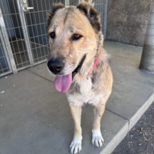 An image of Scarlett. Scarlett is a Shepherd, Anatolian.