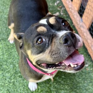 An image of Peaches. Peaches is a Terrier, Pit Bull.