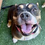 An image of Peaches. Peaches is a Terrier, Pit Bull.