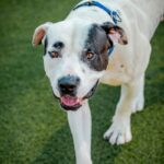 An image of Dobbins. Dobbins is a Terrier, Pit Bull.