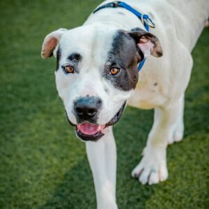An image of Dobbins. Dobbins is a Terrier, Pit Bull.