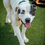 An image of Dobbins. Dobbins is a Terrier, Pit Bull.