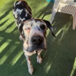 An image of Felicity. Felicity is a Great Dane.