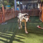 An image of Felicity. Felicity is a Great Dane.