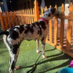 An image of Felicity. Felicity is a Great Dane.