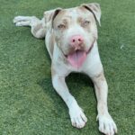 An image of Pink. Pink is a Terrier, American Pit Bull.