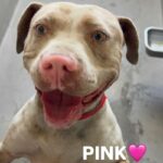 An image of Pink. Pink is a Terrier, American Pit Bull.