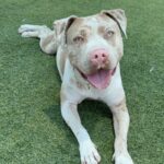 An image of Pink. Pink is a Terrier, American Pit Bull.