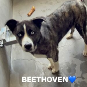 An image of Beethoven. Beethoven is a Husky, Alaskan/Mixed Breed (Medium).