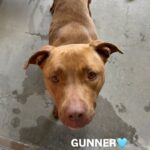 An image of Gunner. Gunner is a Terrier, American Pit Bull.