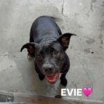 An image of Evie. Evie is a Terrier, American Pit Bull.