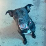 An image of Evie. Evie is a Terrier, American Pit Bull.