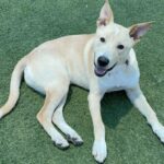 An image of Timber. Timber is a Retriever, Labrador/Mixed Breed (Medium).