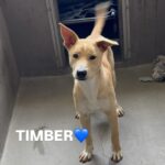 An image of Timber. Timber is a Retriever, Labrador/Mixed Breed (Medium).