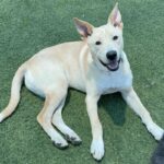 An image of Timber. Timber is a Retriever, Labrador/Mixed Breed (Medium).