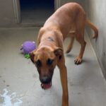 An image of Luigi. Luigi is a Ridgeback, Rhodesian.