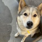 An image of Luna Marie. Luna Marie is a Husky, Alaskan.