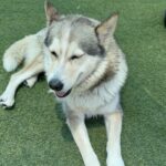 An image of Luna Marie. Luna Marie is a Husky, Alaskan.