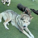 An image of Luna Marie. Luna Marie is a Husky, Alaskan.