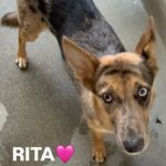 An image of Rita. Rita is a Shepherd, German/Mixed Breed (Medium).