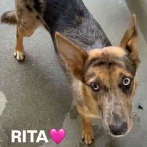 An image of Rita. Rita is a Shepherd, German/Mixed Breed (Medium).