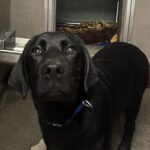 An image of Anakin. Anakin is a Retriever, Black Labrador.