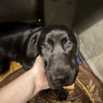 An image of Anakin. Anakin is a Retriever, Black Labrador.