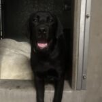 An image of Luke. Luke is a Retriever, Black Labrador.