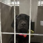 An image of Leia. Leia is a Retriever, Black Labrador.
