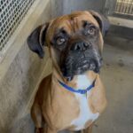 An image of Marty. Marty is a Boxer.
